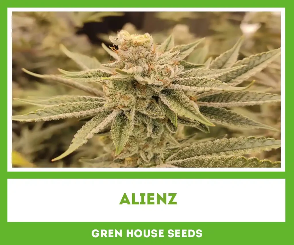 Growreport, Alienz, indoor, Green House Seeds, coco, LED, huge harvest